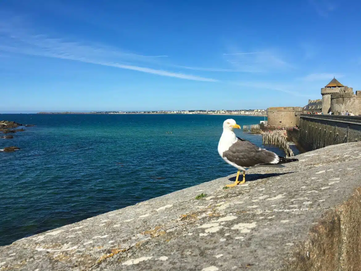 Oiseau blanc et gris sur le rocher gris près du plan d’eau pendant la journée